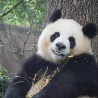 西红柿炒番茄